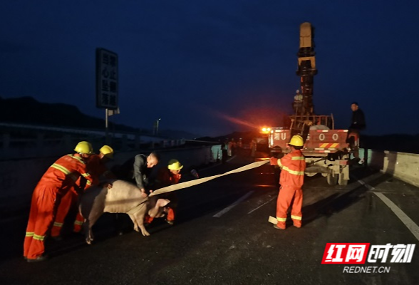 “二师兄”高速公路撒欢 湖南“养护橙”围追堵截转危为安