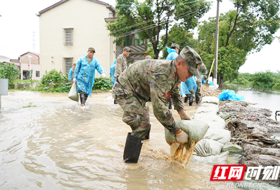 岳阳湘阴：百名民兵争分夺秒冒雨抢筑子堤1500余米