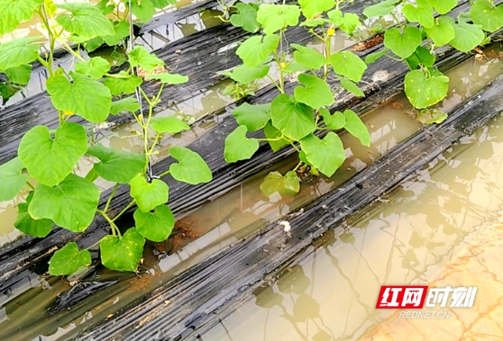 专家解答│暴雨成灾，瓜果蔬菜受淹后怎么办？