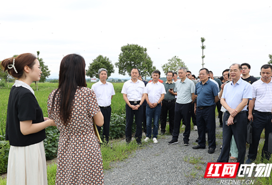 田间看粮 当面交流 广东省稻谷储备企业来湘调研