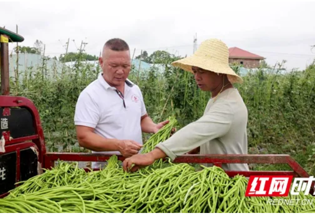 湖南蔬菜零售价止涨转跌，猪肉零售价已连涨16周