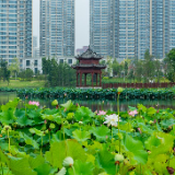 美丽河湖丨荷花公园：亮“利剑” 打好碧水保卫战