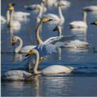 组图丨晨霜里的归期——岳阳东古湖迎来千只小天鹅