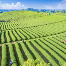 岳阳县黄沙街镇：“茶樱CP”：绿的生机，红的浪漫