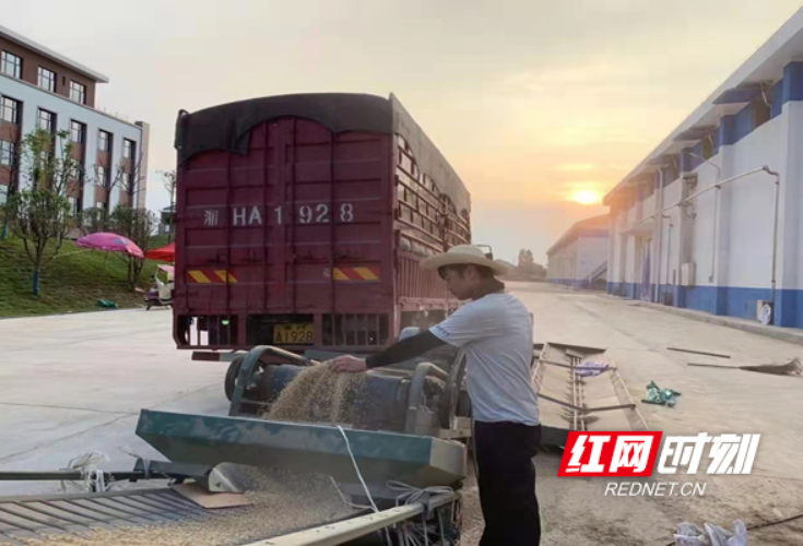 农发行开福区支行：11.5亿元政策性金融活水“贷”动夏粮收购  