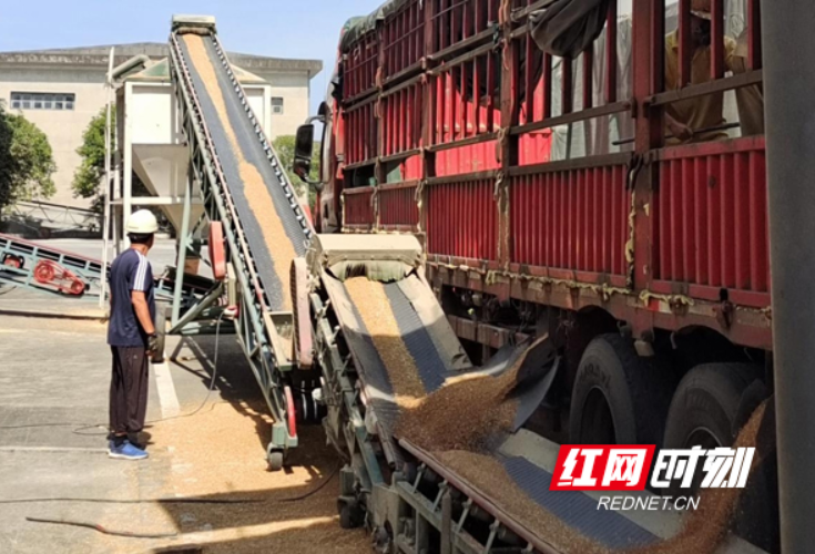 农发行湖南省分行赴株洲督导调研粮食收购工作