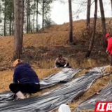 张家界:春暖花开时 莓茶备耕欢