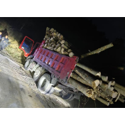 保靖公安破获一起偷伐林木案 筑牢生态安全前沿防线