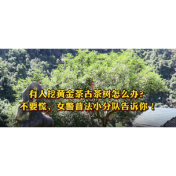 保靖县：有人挖黄金茶古树怎么办？不要慌，女警普法小分队告诉你