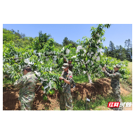 村集体产业遇困难 溆浦民兵获悉后第一时间伸援手