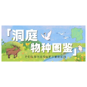 水中大熊猫、鸟中大熊猫、四不像、微笑天使……洞庭湖藏着多少惊喜？
