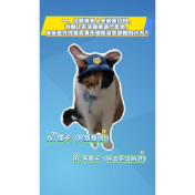 视频 | 萌猫出击！猫咪化身答题小能手，治安管理处罚法轻松学