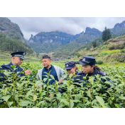 保靖公安：茶园新“警”色，护航茶业平安发展