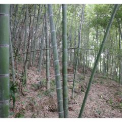 望城首例骨灰撒散节地生态安葬在茶亭镇完成