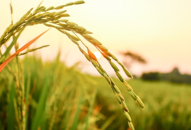 隆回“一季稻+绿肥”水稻种植模式节本增效