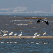 珍稀候鸟在福建过冬
