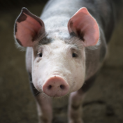 “中南地区肉类加工示范区”项目湘潭签约 推动湘潭肉类产业全产业链发展