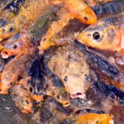 发现探鱼、锚鱼、活体垂钓等行为举报有奖,最高可达20000元