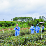 赏山水品茶香 全国网媒行走进海南农垦白沙茶叶园