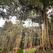 外国网红看海南｜英国博主哈维探访琼中百花岭深山秘境 体验大自然的鬼斧神工