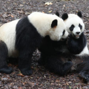 欢迎回家!三只旅比大熊猫平安落地成都