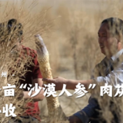 春动天山 | 新疆巴州：10万余亩“沙漠人参”肉苁蓉喜获丰收