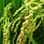 镜观·回响｜永丰稻田又迎丰