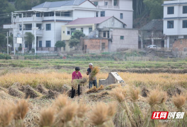 大美红图丨天末稻云黄 邵东市双季稻喜丰收