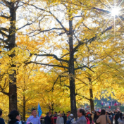 湖南双牌：满园银杏灿如金