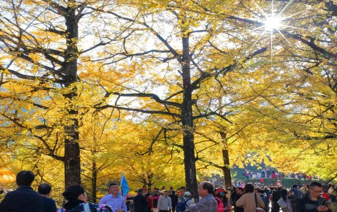 湖南双牌：满园银杏灿如金