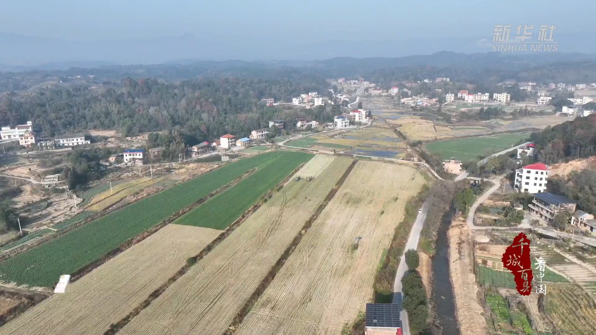 衡阳：白萝卜丰收产销旺