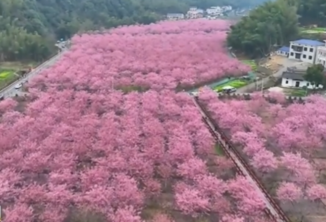 湖南岳阳：山深未必得春迟 处处山樱花压枝