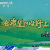 央媒看湖南丨沅江：田间收获忙 50多万亩油菜迎丰收
