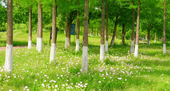 月见草美颜全开 衡阳这片河岸实力出圈