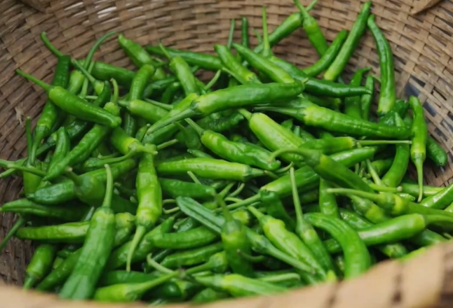 寻味江湖丨樟树港辣椒：两百年鲜辣传奇 永续江湖馈赠