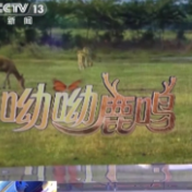 麋鹿回归中国40年 洞庭湖畔上演“鹿王争霸”