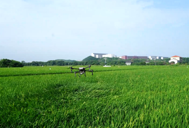 湖南衡阳县：早稻破口抽穗 农技人员下田精准“开方”