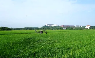 湖南衡阳县：早稻破口抽穗 农技人员下田精准“开方”