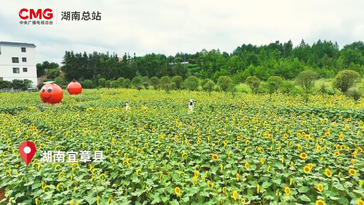 宜章：葵花向日开 迎得笑颜来
