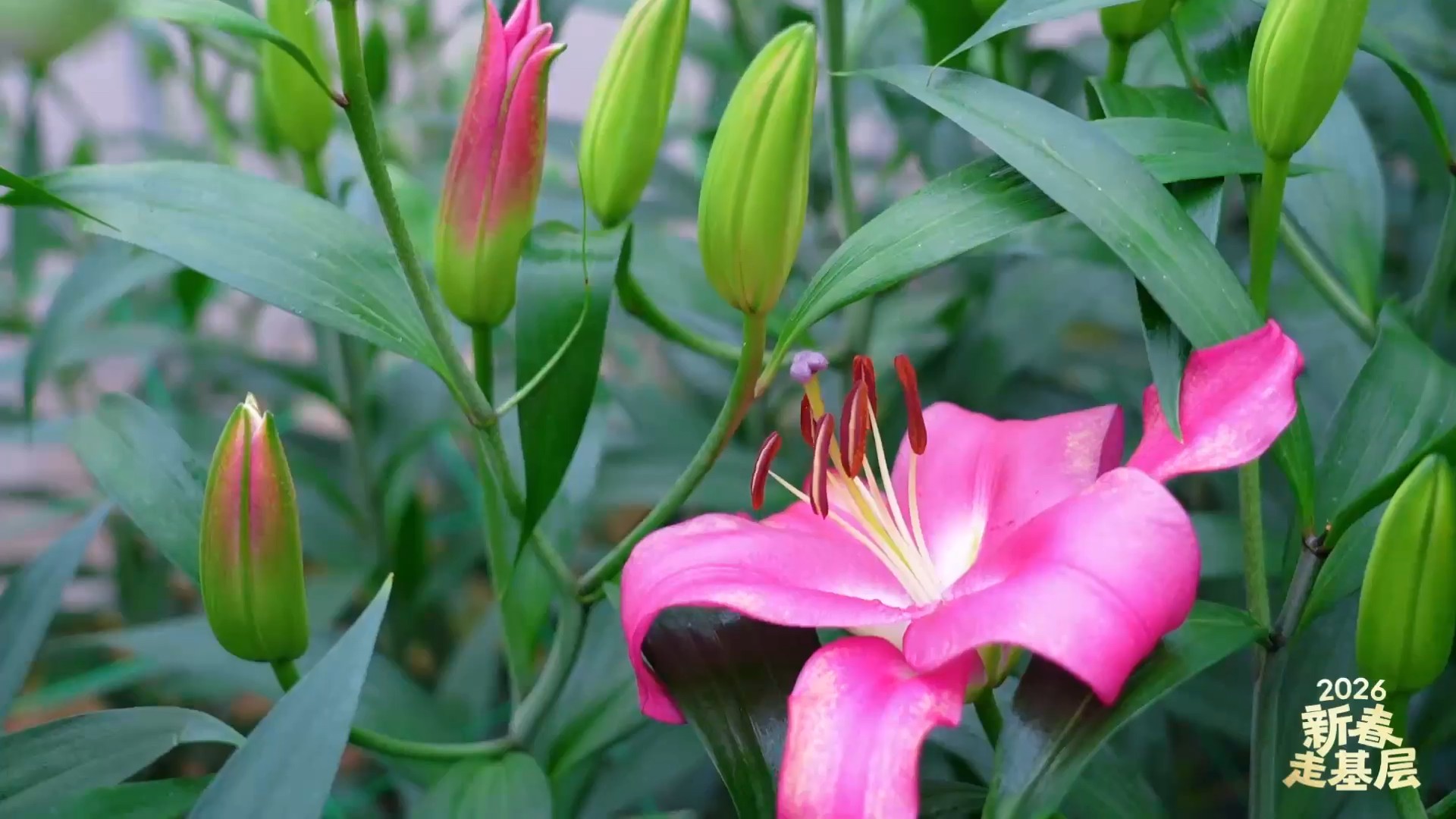 湘潭：花田闹春 香溢新年