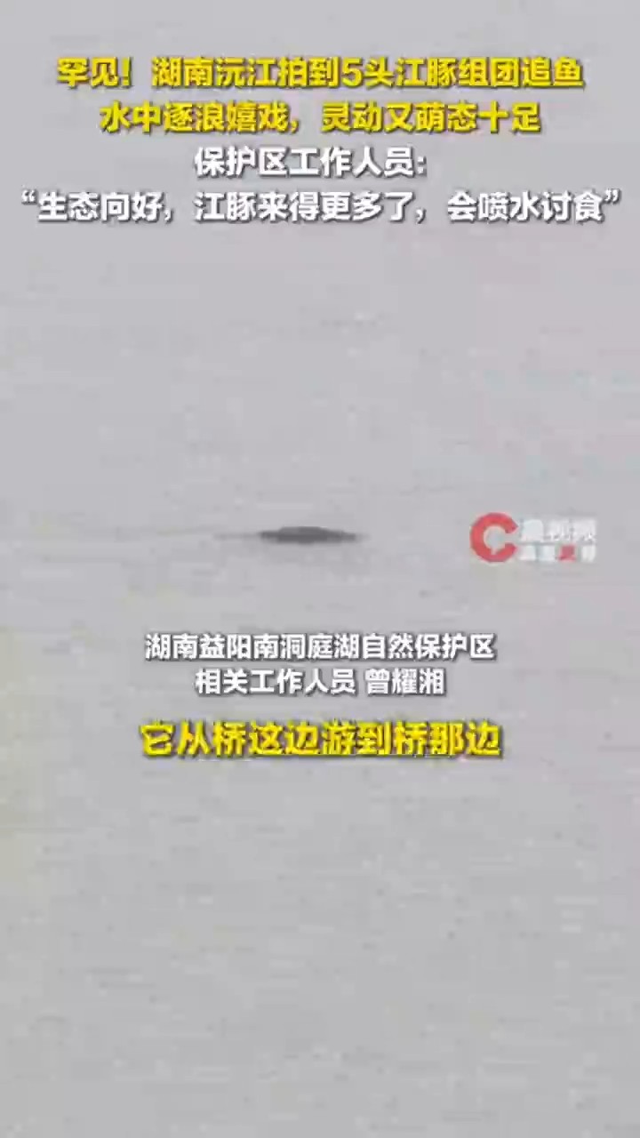 沅江拍到5头江豚组团追鱼