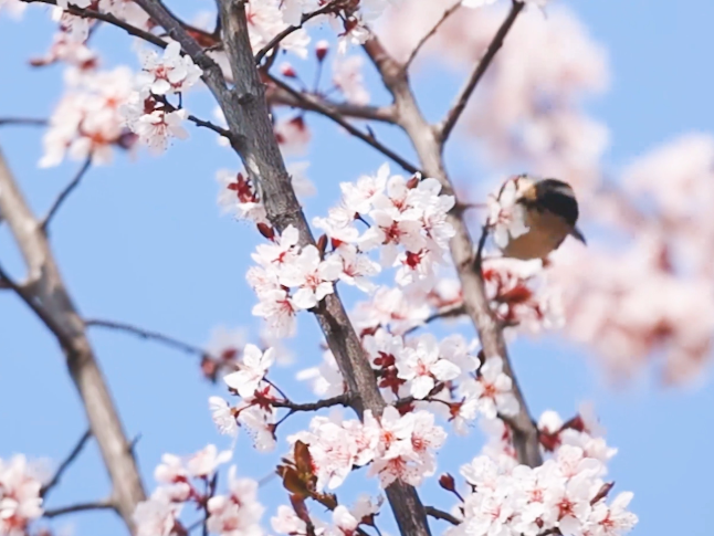 南京玄武湖繁花似锦春意浓