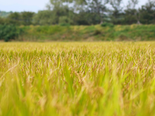 央媒看湖南丨良种良法，绘就乡村丰收图