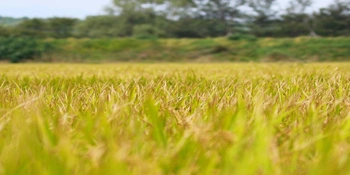 央媒看湖南丨良种良法，绘就乡村丰收图