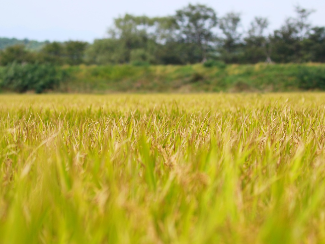 湖南：百万农机备春耕
