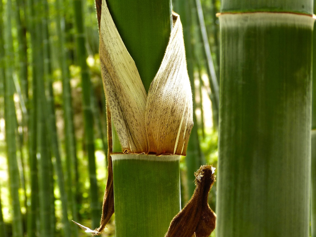 双牌竹企赶订单