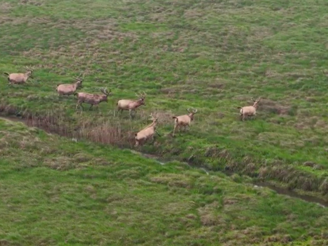 7头雄性麋鹿结伴出游，南洞庭湖吸引“神兽”安家