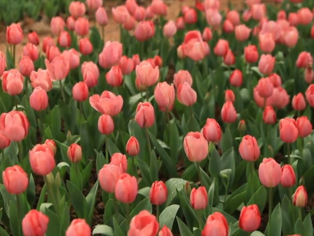 湖南会同：“一朵花”激活文旅消费