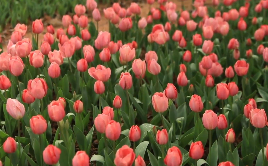 会同县堡子镇,万亩油菜花竞相绽放