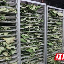 南县中鱼口镇:荷叶加工 促家门口就业